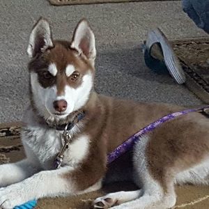 Meet your Posher, Corina