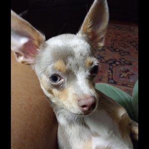 Meet your Posher, Virginia