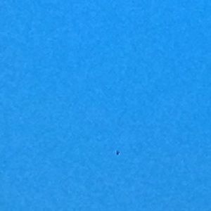 Meet your Posher, Kalie