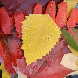 Meet your Posher, Jana