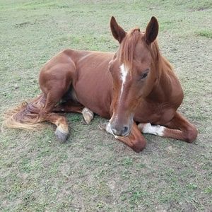 Meet your Posher, Chelsea