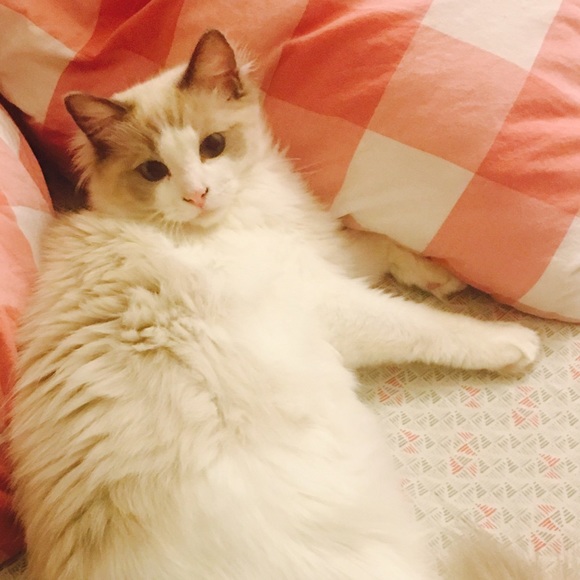 Meet your Posher, Pika - Picture 1 of 1