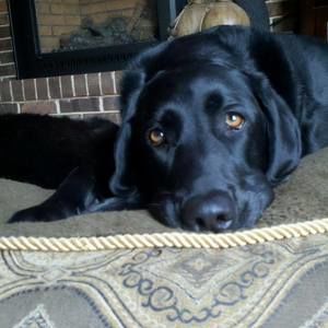 Meet your Posher, Ellen