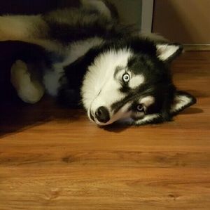 Meet your Posher, Sydney