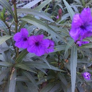 Meet your Posher, Lois