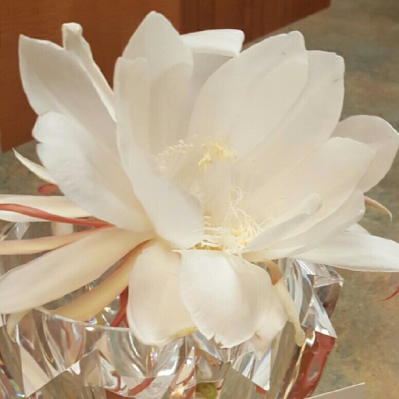 Meet your Posher, Jessicaa