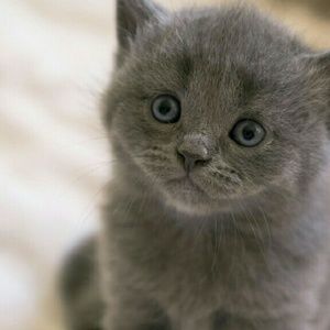 Meet your Posher, Anson