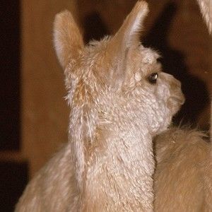 Meet your Posher, Brenda