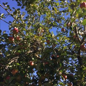 Meet your Posher, Bailey