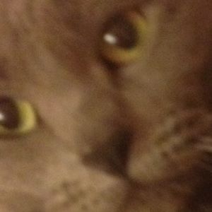 Meet your Posher, Morgan