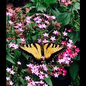 Meet your Posher, Donna