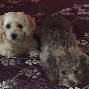 Meet your Posher, Celeste