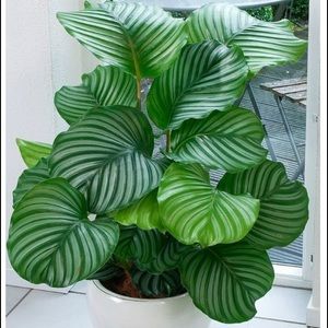 Meet your Posher, Maricela