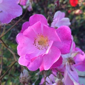 Meet your Posher, Robin