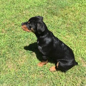 Meet your Posher, Shirley