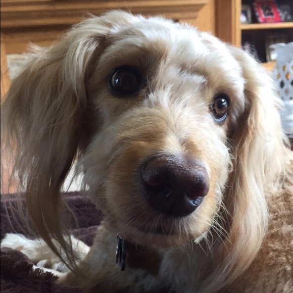 Meet your Posher, Halie - Picture 1 of 1