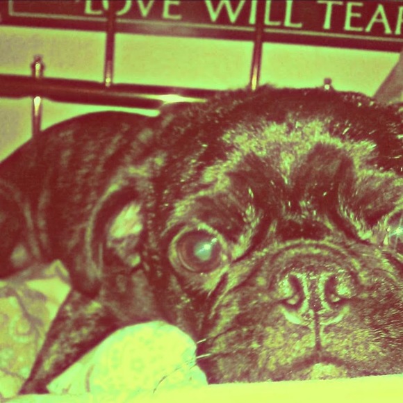 Meet your Posher, Lucy