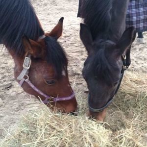 Meet your Posher, Holly