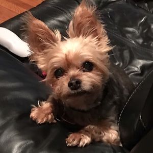 Meet your Posher, Antonietta