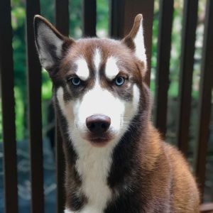 Meet your Posher, Alexis