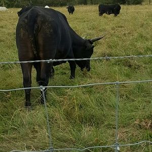 Meet your Posher, Douglas