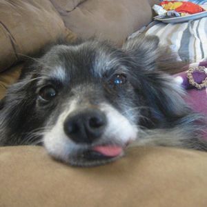 Meet your Posher, Betsy