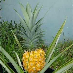 Meet your Posher, Roberta