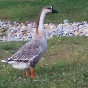 Meet your Posher, Kiya