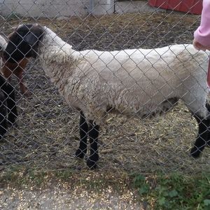 Meet your Posher, Melanie