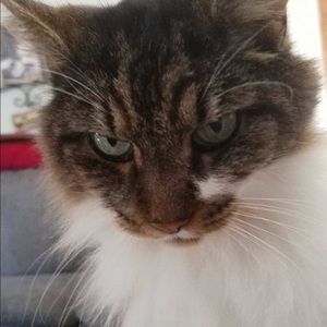 Meet your Posher, Morgan