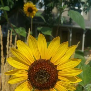 Meet your Posher, Bee