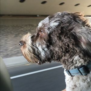 Meet your Posher, Shannon