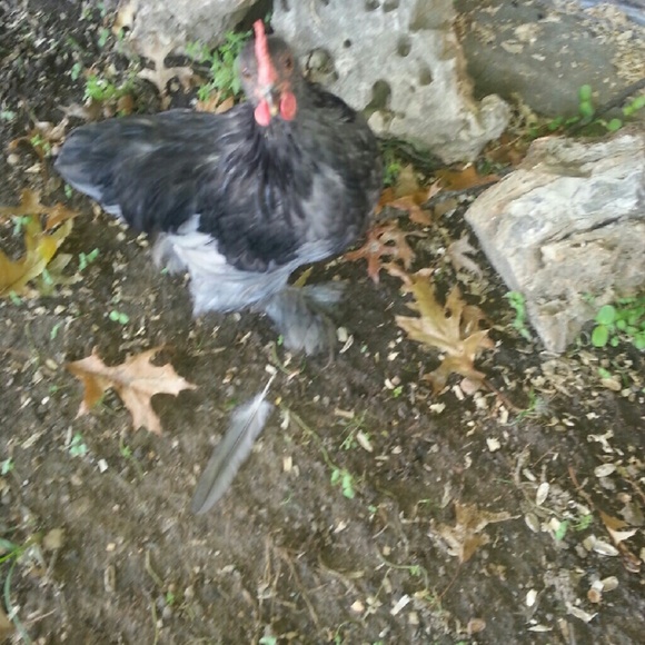 Meet your Posher, Julie - Picture 1 of 1