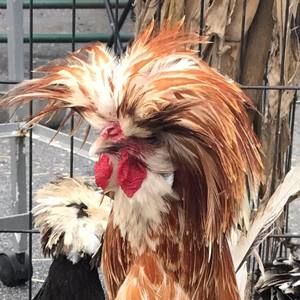 Meet your Posher, Terri