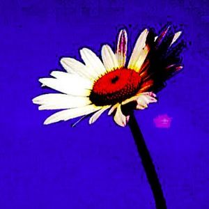 Meet your Posher, Layla