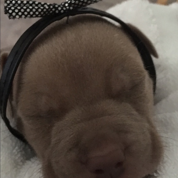 Meet "KING" ✨✨✨👑🐕