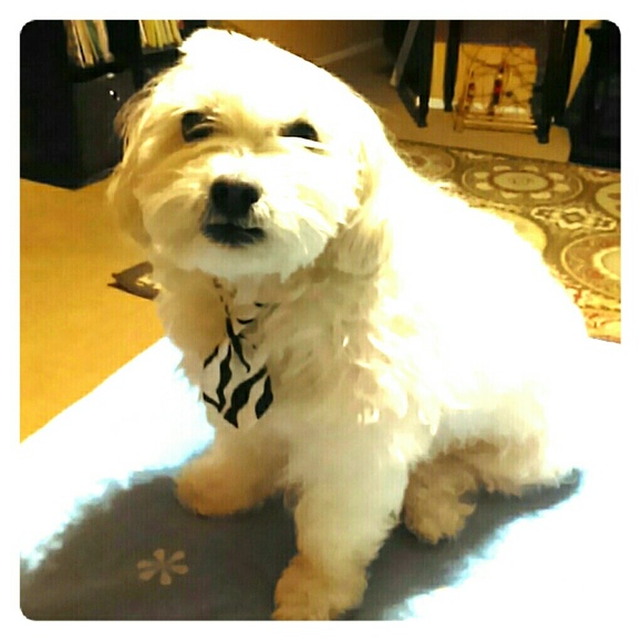 3/$15 Brand New Doggy Necktie