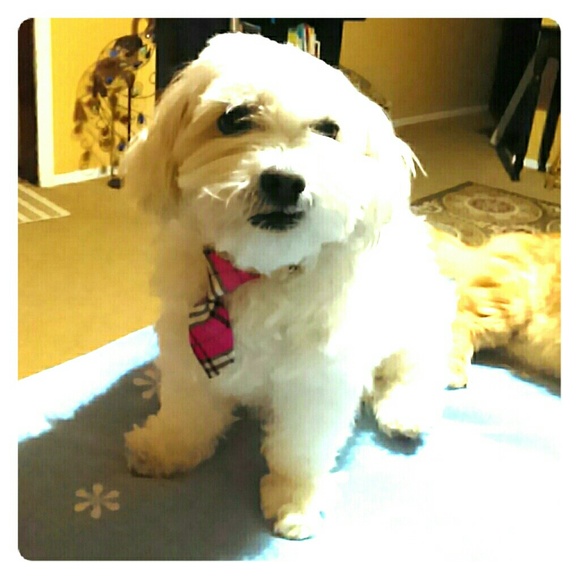 3/$15 Brand NEW Doggy Necktie