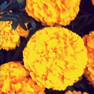 Meet your Posher, Alejandra