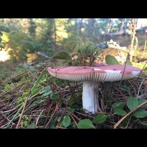 Meet your Posher, Shauna