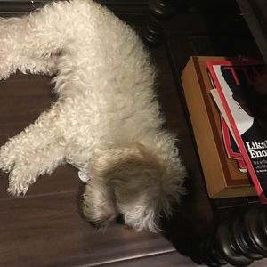 Meet your Posher, Tima