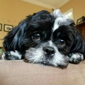 Meet your Posher, Gigi