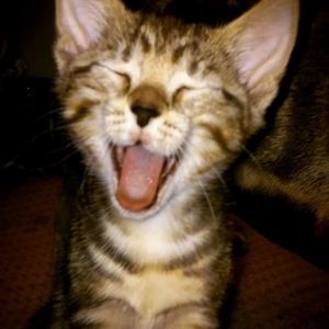 Meet your Posher, Dianna