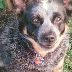 Meet your Posher, Heidi