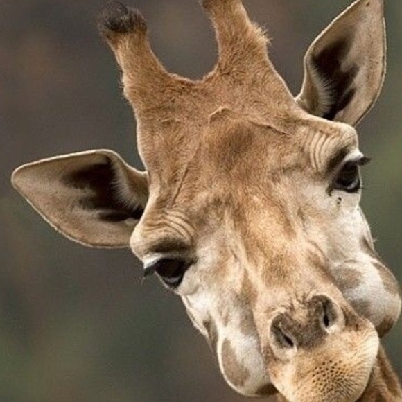 Meet your Posher, Denise - Picture 4 of 4