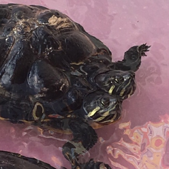 Meet your Posher, Sean - Picture 1 of 1