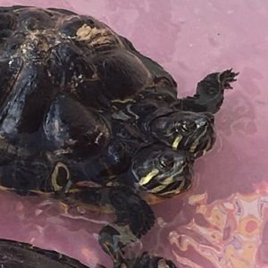 Meet your Posher, Sean