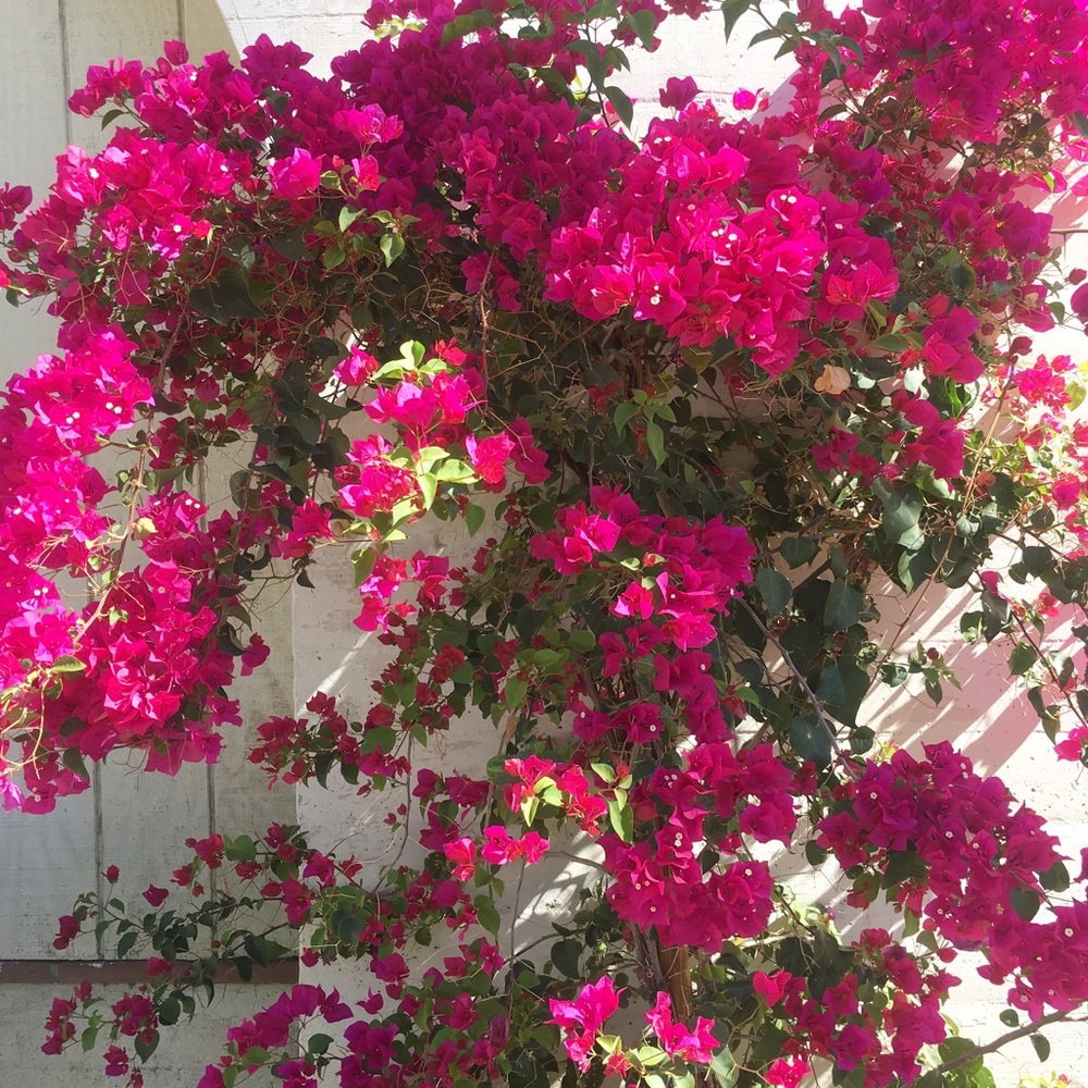 Meet your Posher, Jenn