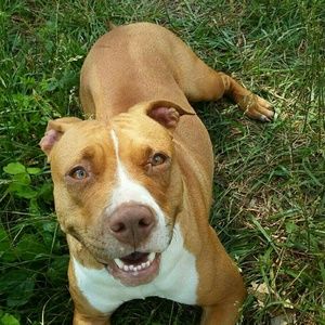 Meet your Posher, Roni