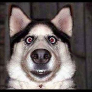 Meet your Posher, Zach